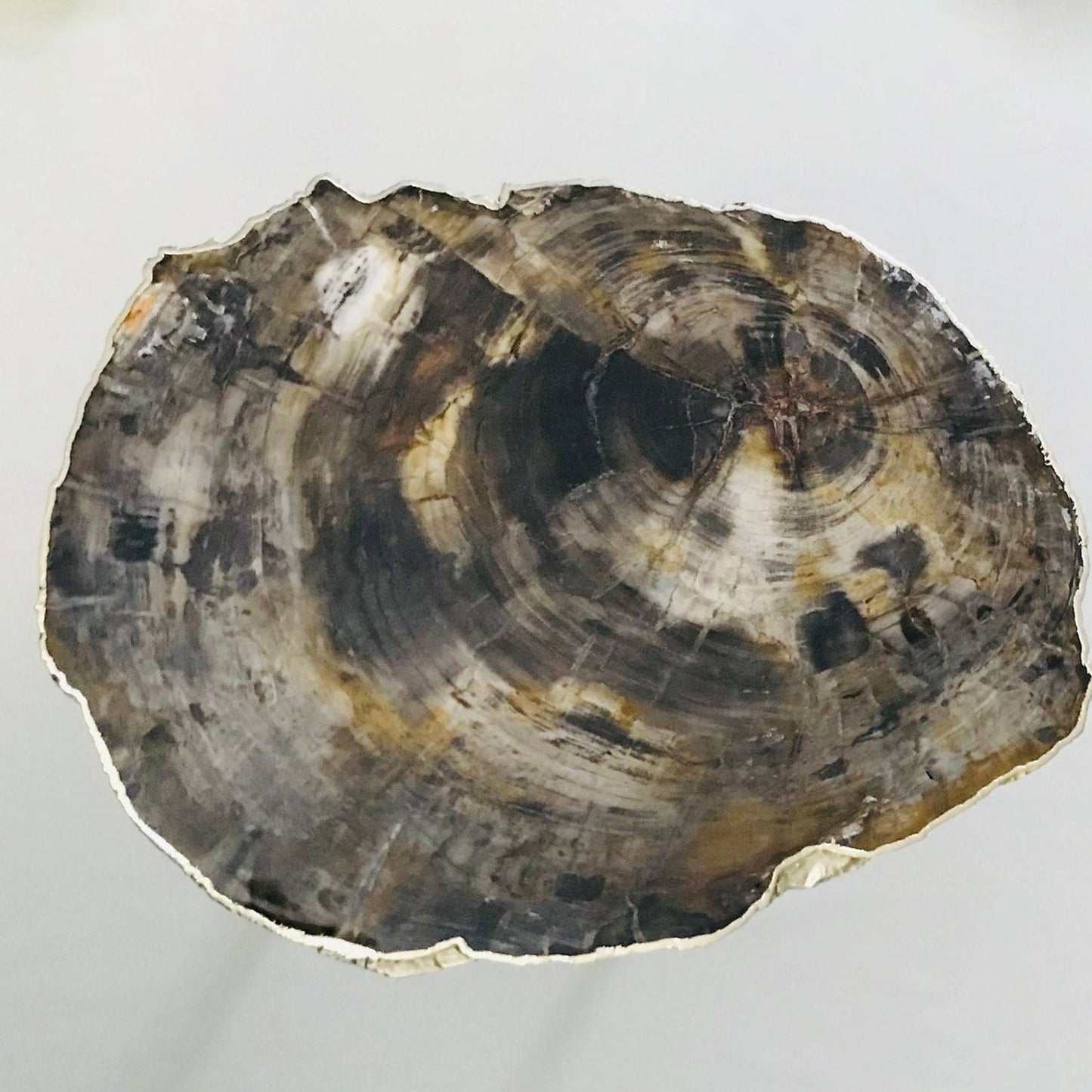 Petrified Wood Agate/Single Piece/Crystal/Gemstone/Quartz Organic Edge Side/Coffee/Table