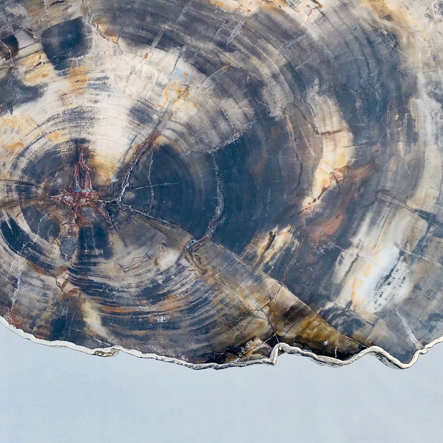 Petrified Wood Agate/Single Piece/Crystal/Gemstone/Quartz Organic Edge Side/Coffee/Table