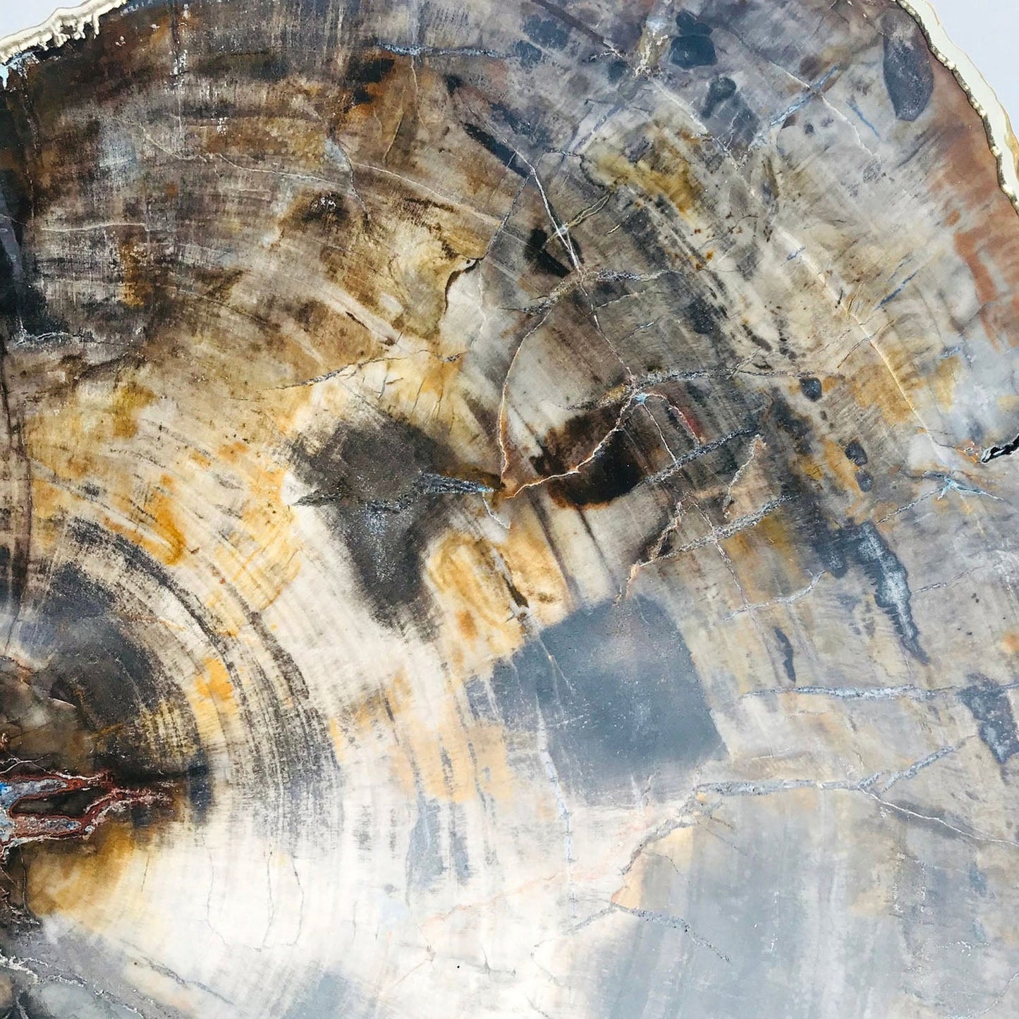 Petrified Wood Agate/Single Piece/Crystal/Gemstone/Quartz Organic Edge Side/Coffee/Table